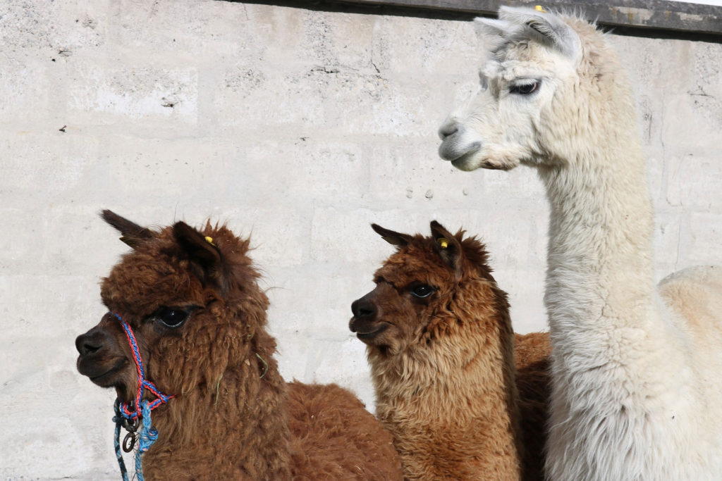 Llamas Otavalos Ecuador