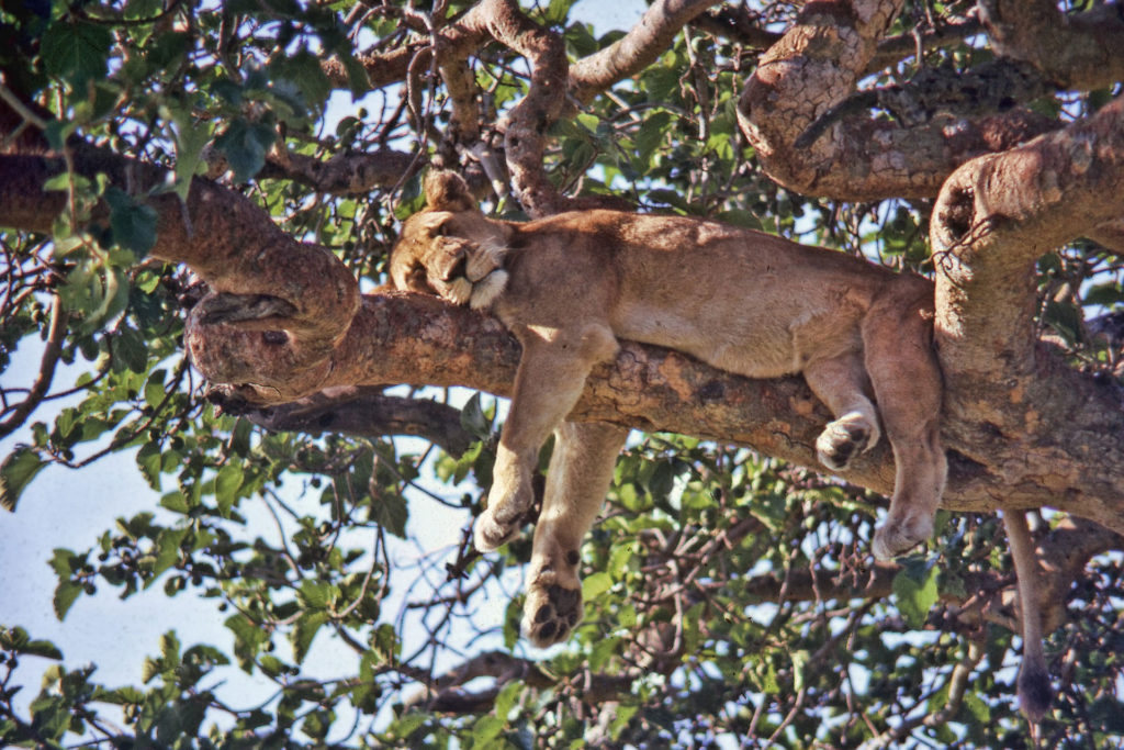 Climbing lion Uganda