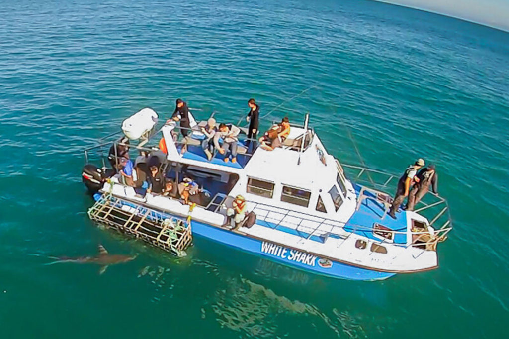 Drone photo of the White Shark