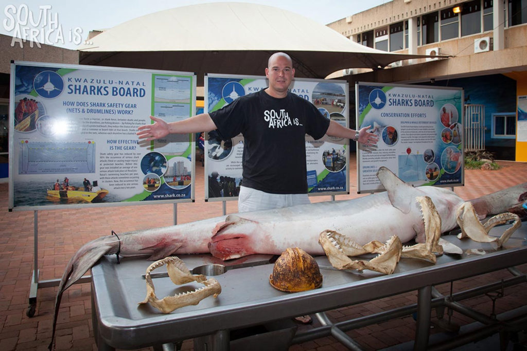 Shark Dissection in South Africa