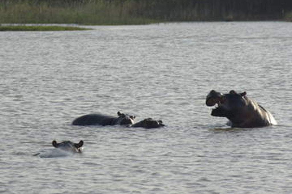 iSimangaliso Wetland Park at St Lucia