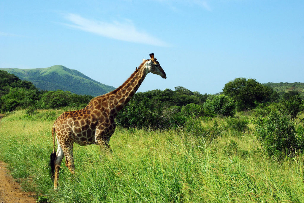 South African Giraffe