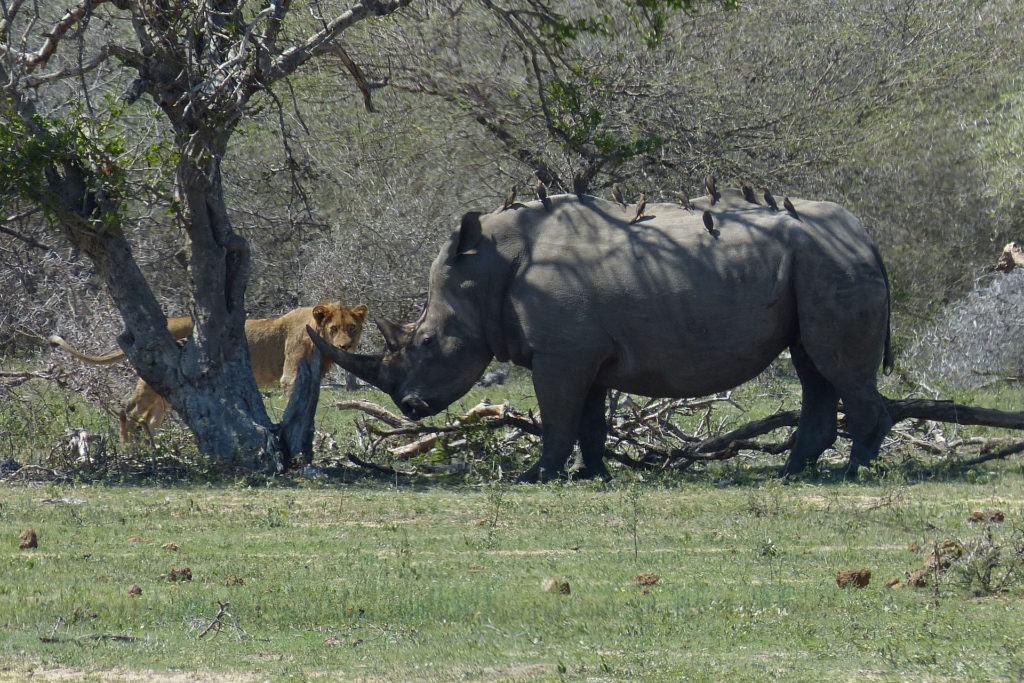 South African rhino