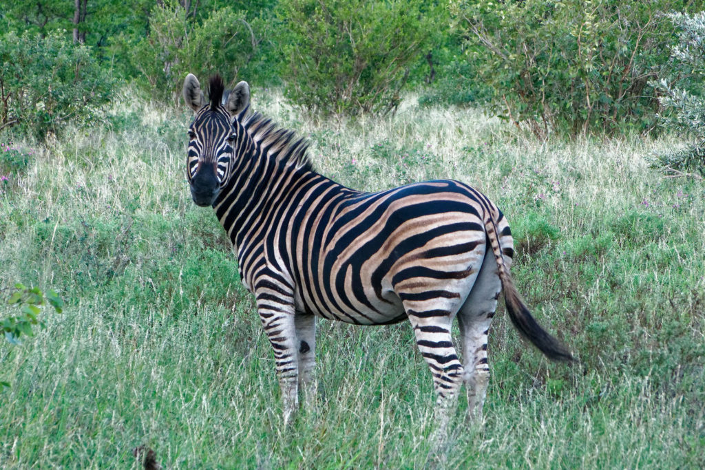 South African Zebra