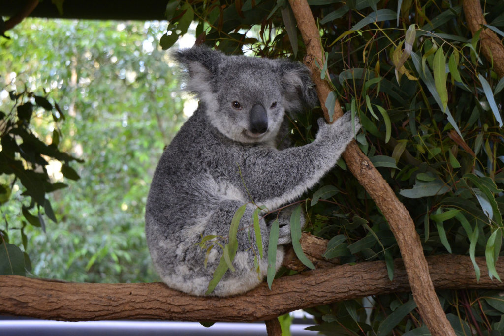 Koala, Cleland Wildlife Park, Adelaide