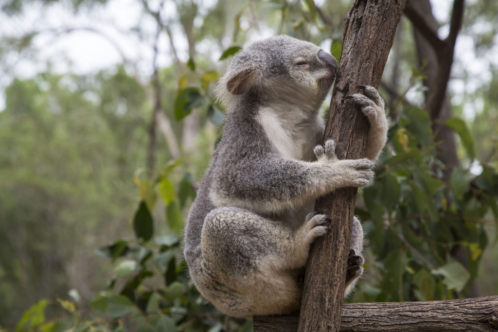 Sleeping koala in tree at Lone Pine Koala Sanctuary, Australia