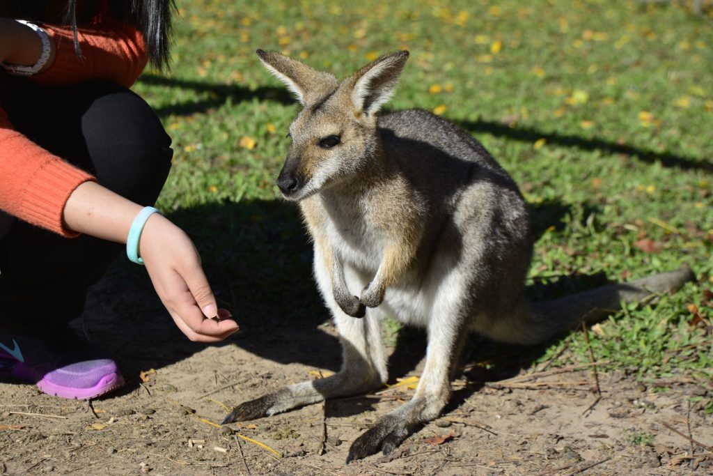 Brisbane wallaby