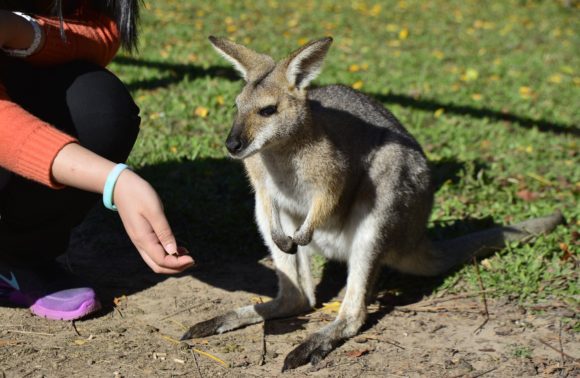 Queensland Conservation Study Tour