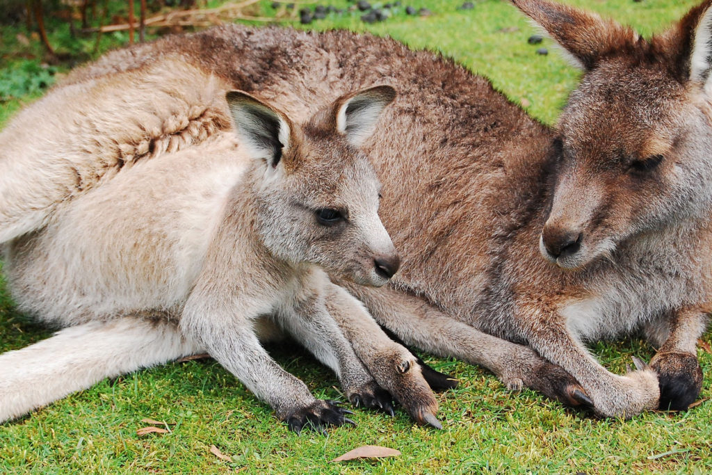 Wallabies, Adelaide