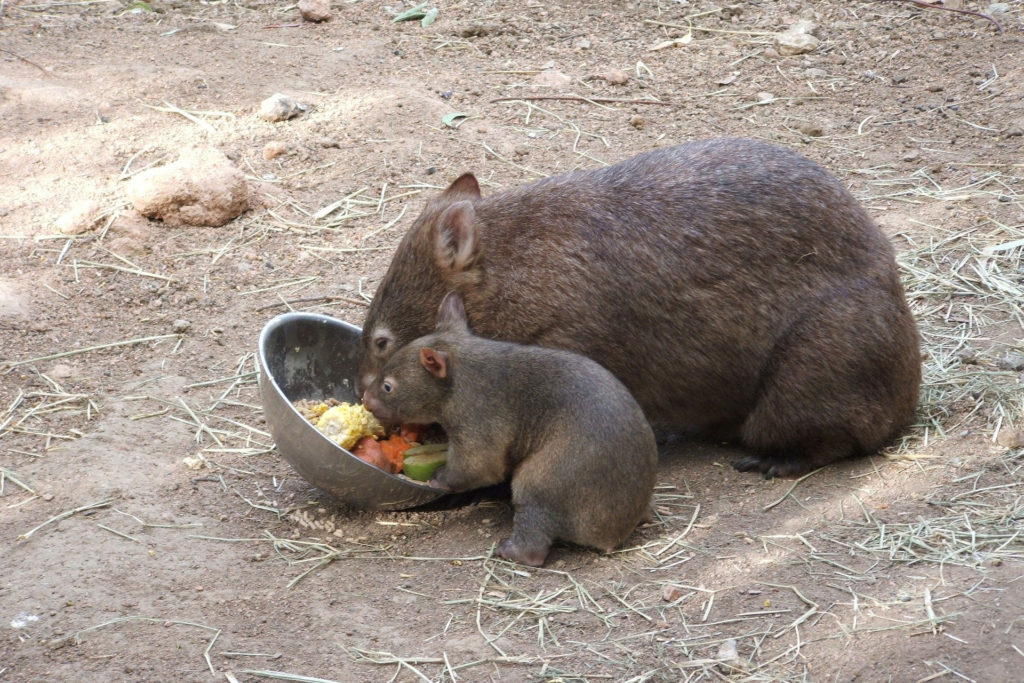 Wombats eating in Adelaide